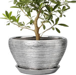 Potted plant in a textured gray pot on a white background