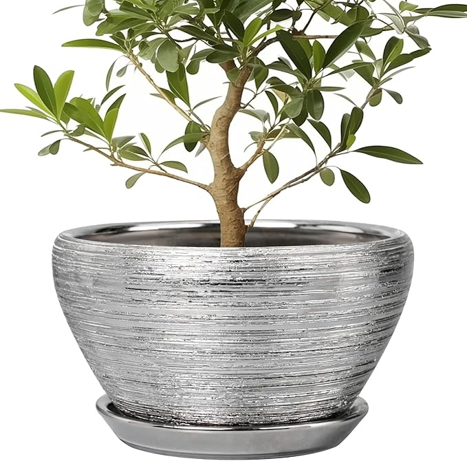 Potted plant in a textured gray pot on a white background