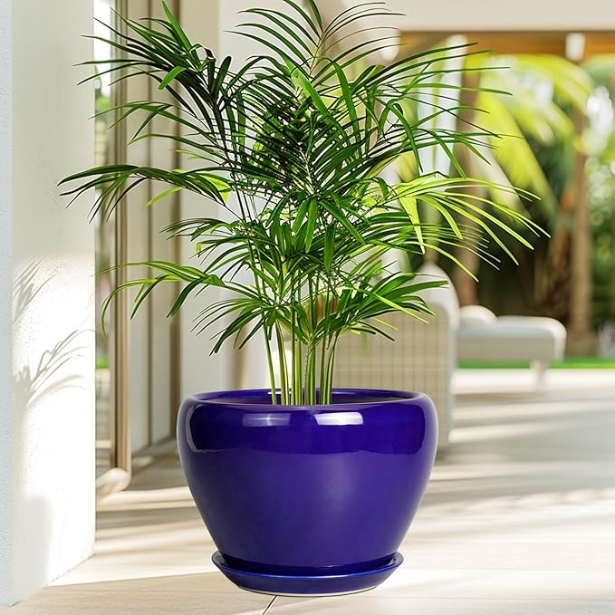 Green potted plant in a blue pot on a wooden floor with a blurred outdoor background