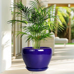 Green potted plant in a blue pot on a wooden floor with a blurred outdoor background