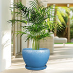 Potted plant with a blue pot on a wooden floor with a blurred outdoor background
