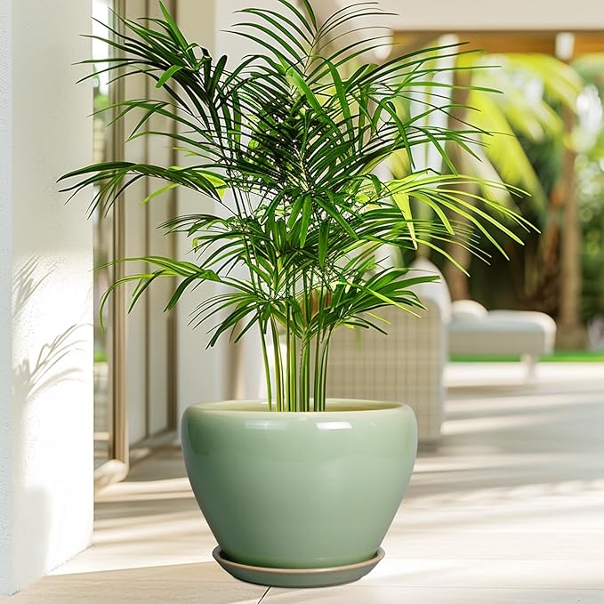 Green potted plant on a patio with blurred background