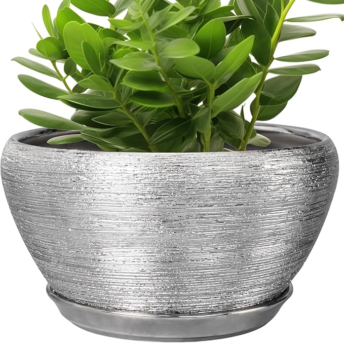 Green potted plant in a textured silver pot on a white background