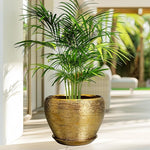 Potted plant in a gold pot on a patio with a blurred outdoor background