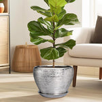 Potted fiddle leaf fig plant in a living room setting