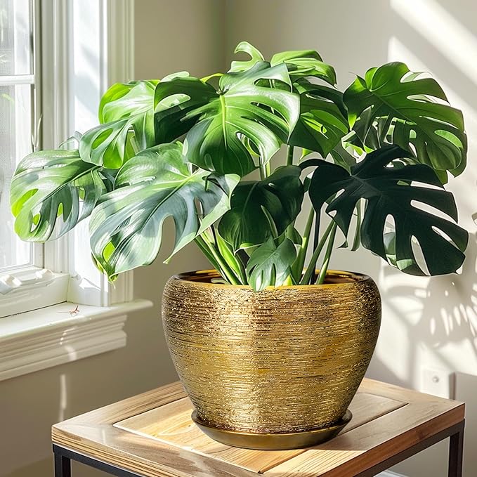 Green potted plant in a gold pot on a wooden table with a window in the background