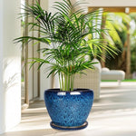 Potted plant with a blue pot on a light wooden floor