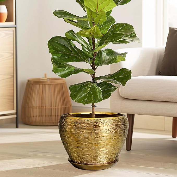 Potted fiddle leaf fig plant in a gold pot on a wooden floor with a neutral-colored sofa and lamp in the background.