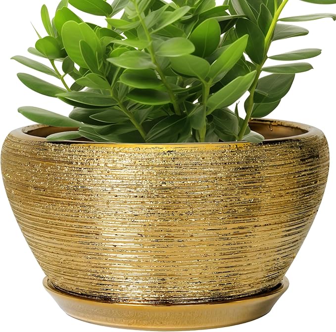 Green potted plant in a gold pot on a white background