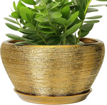 Green potted plant in a gold pot on a white background