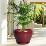 Potted plant in a red pot on a wooden floor with a blurred outdoor background