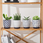 Four potted plants on a wooden shelf with decorative pots.