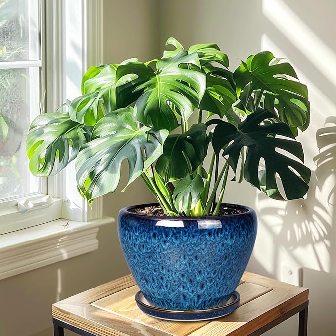 Potted Monstera plant in a blue pot on a wooden table with sunlight streaming through a window.