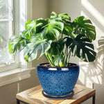 Potted Monstera plant in a blue pot on a wooden table with sunlight streaming through a window.