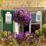 Decorative outdoor setting with purple flowers, green shutters, and hanging lanterns.