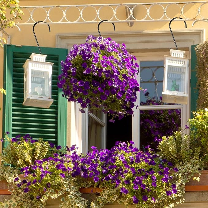 Decorative outdoor setting with purple flowers, green shutters, and hanging lanterns.