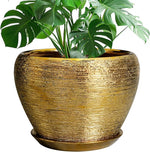 Gold decorative pot with a green plant on a white background