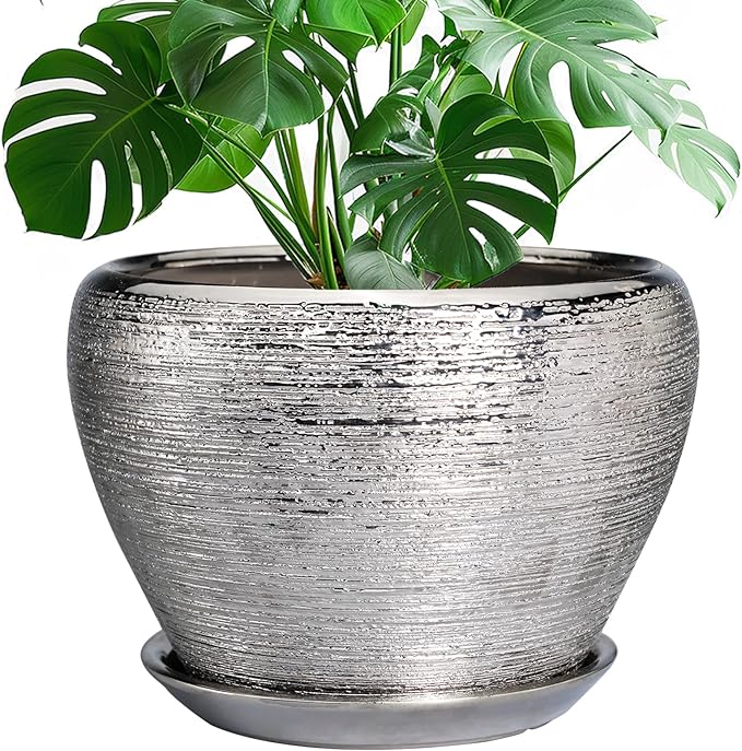 Green potted plant in a textured silver pot on a white background