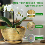 Potted plant with a ceramic tray, drainage hole, and drainage net on a wooden surface.