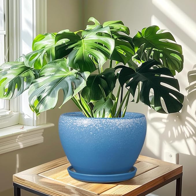 Green potted plant in a blue pot on a wooden table with sunlight casting shadows.