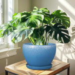 Green potted plant in a blue pot on a wooden table with sunlight casting shadows.