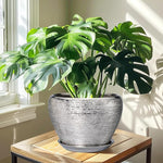 Potted Monstera plant on a wooden table with sunlight casting shadows.