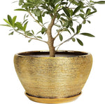 Potted plant in a gold pot on a white background