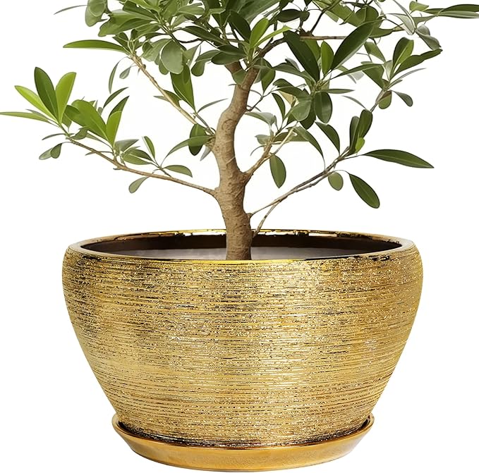 Potted plant in a gold pot on a white background