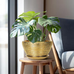 Potted plant in a gold pot on a wooden stool next to a gray chair.