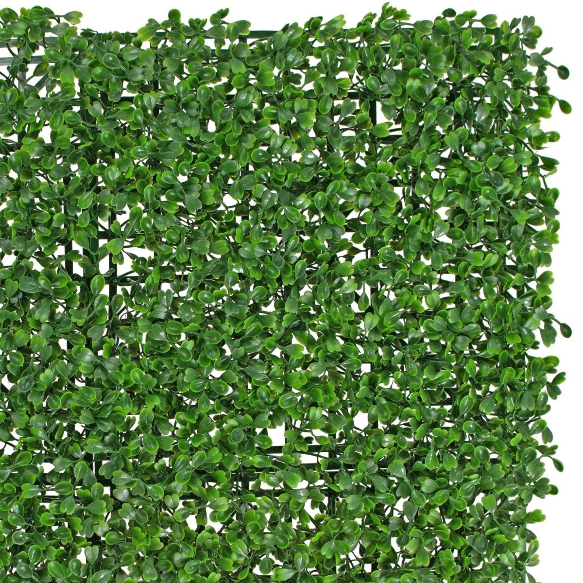 Artificial Boxwood Wall Panels – 8 Sq Ft UV - Resistant Greenery Privacy Hedge (3 Pack) - Napa Valley Wildflower Co.