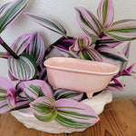 Bathtub Watering Spike - Napa Valley Wildflower Co.