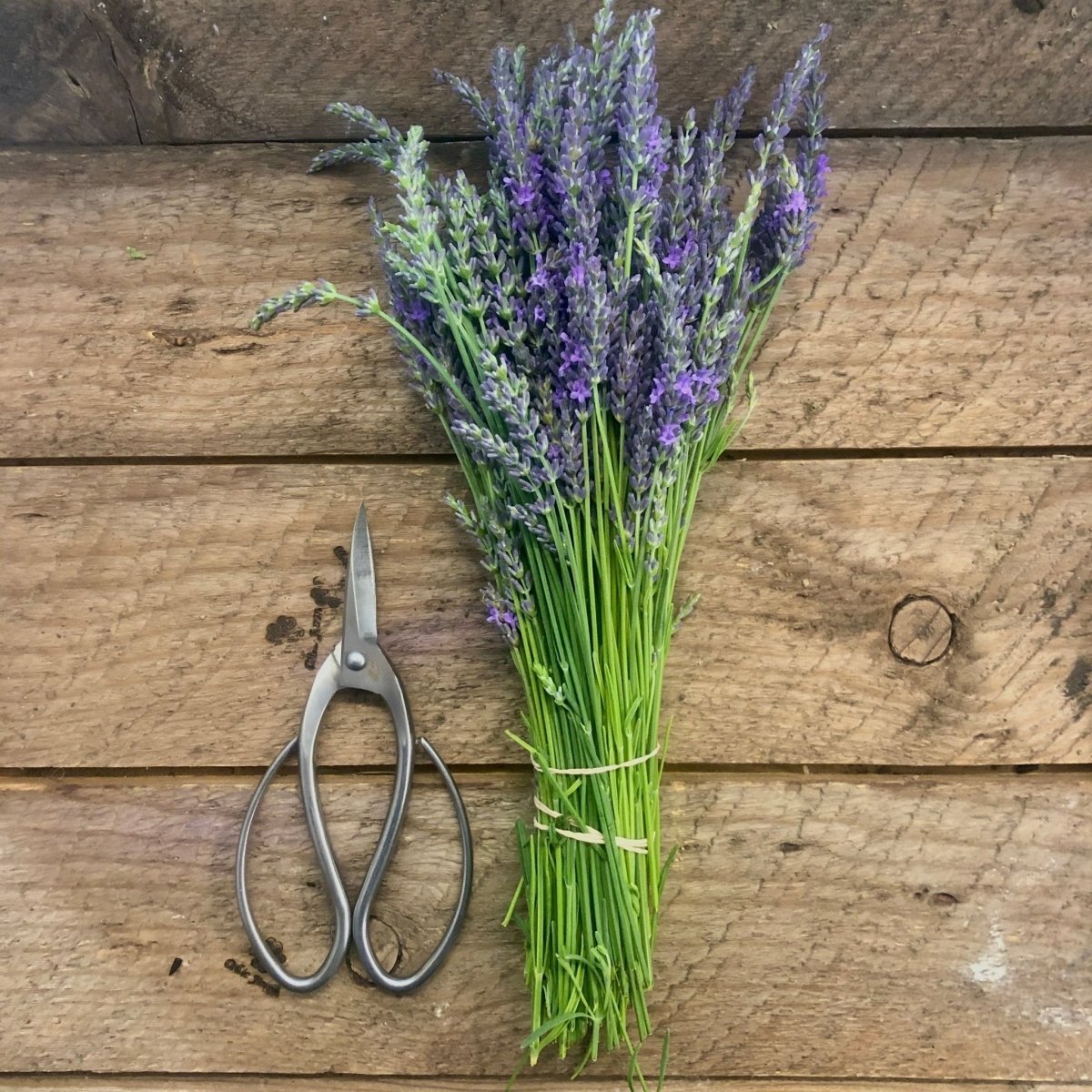 Best Garden Scissors and Snips - Napa Valley Wildflower Co.