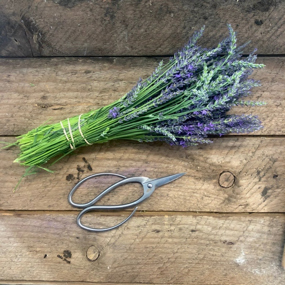 Best Garden Scissors and Snips - Napa Valley Wildflower Co.