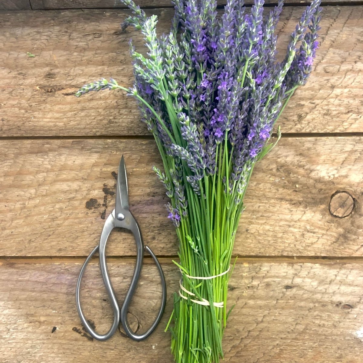 Best Garden Scissors and Snips - Napa Valley Wildflower Co.