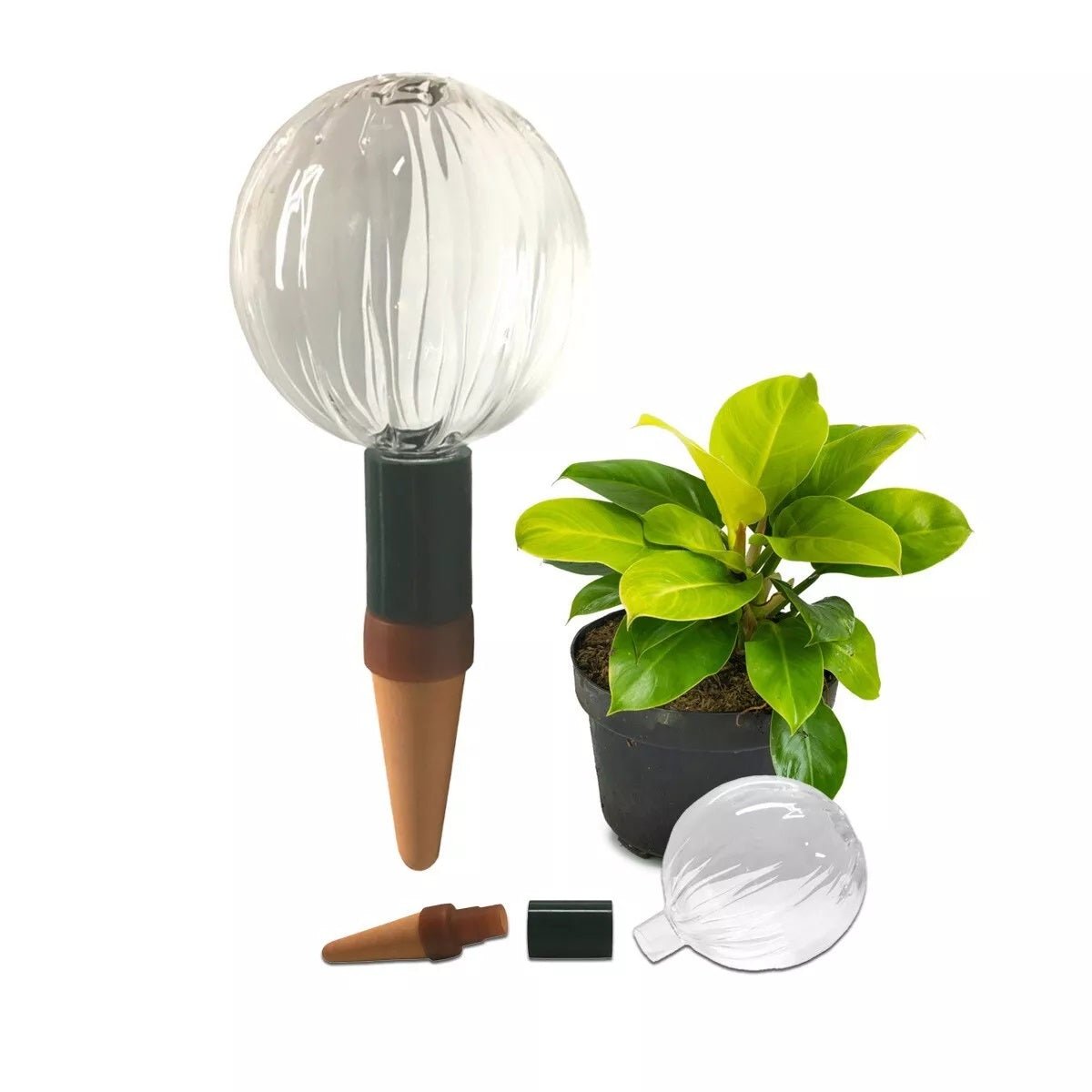 Blumat Glass Plant Self Watering Globes - Napa Valley Wildflower Co.