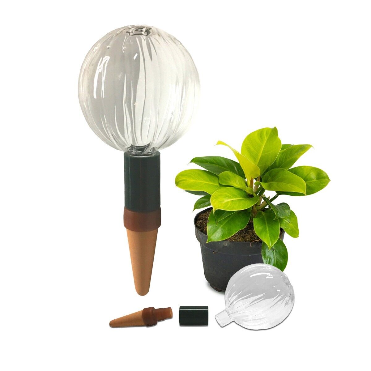Blumat Glass Plant Self Watering Globes - Napa Valley Wildflower Co.