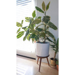 Blumat Glass Plant Self Watering Globes - Napa Valley Wildflower Co.