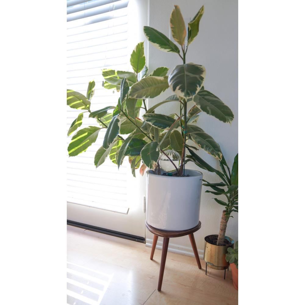 Blumat Glass Plant Self Watering Globes - Napa Valley Wildflower Co.