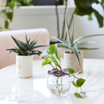 Botanical Keepers (Set of 2) - Napa Valley Wildflower Co.