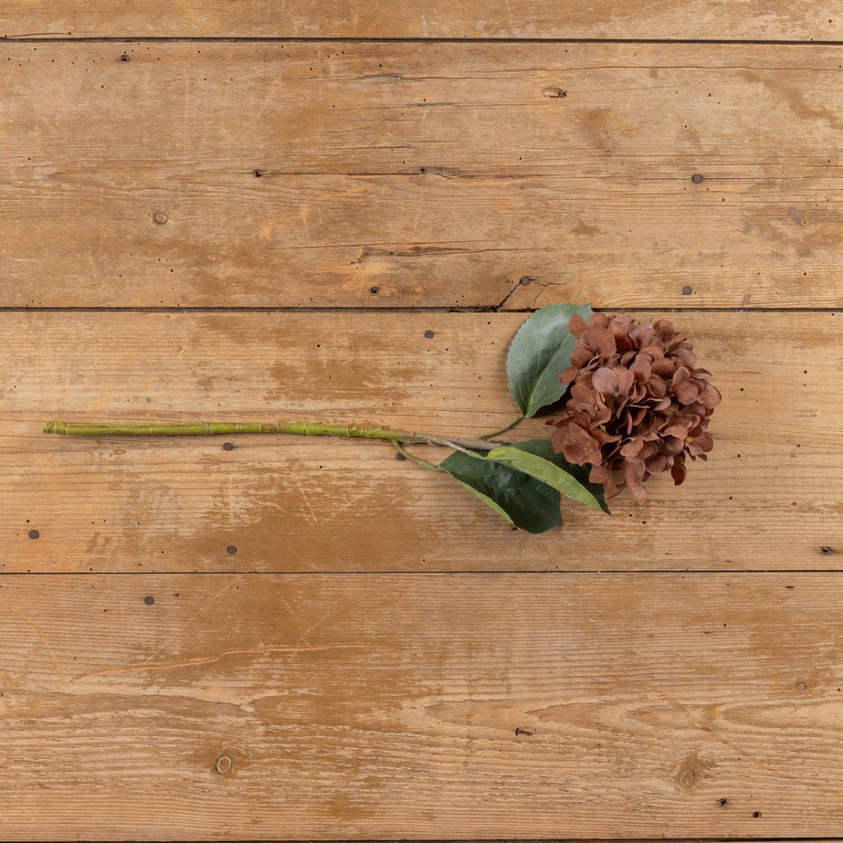 Brown Hydrangea Spray - Napa Valley Wildflower Co.