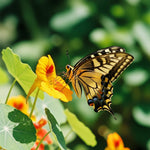 Butterfly Wildflower Seed Blend 375ml - Napa Valley Wildflower Co.