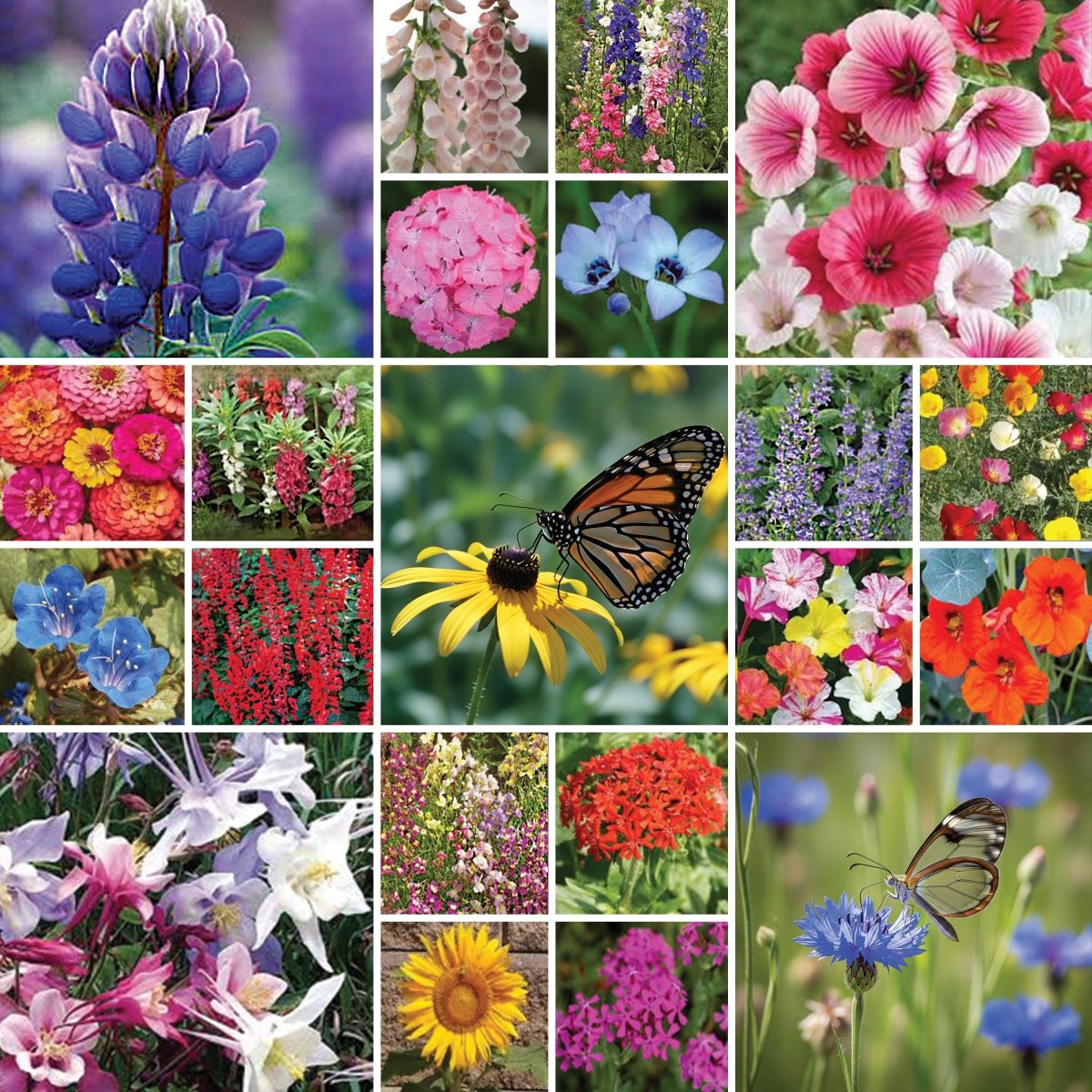 butterfly wildflower seeds Butterfly Garden Wildflower Seed Blend 375-mL