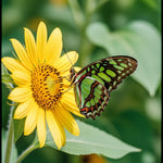 Butterfly Wildflower Seed Blend 375ml - Napa Valley Wildflower Co.