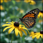 Butterfly Wildflower Seed Blend 375ml - Napa Valley Wildflower Co.
