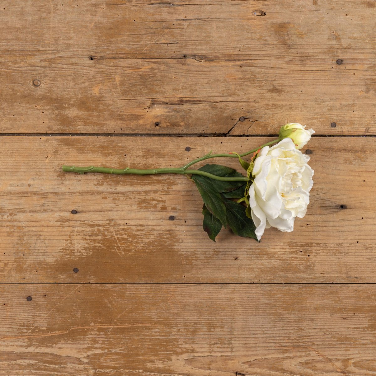 Cream Peony Stem Spray - Napa Valley Wildflower Co.