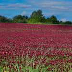 Premium Crimson Clover Cover Crop Seed. A sea of red Crimson Clover blooms under a very blue sky