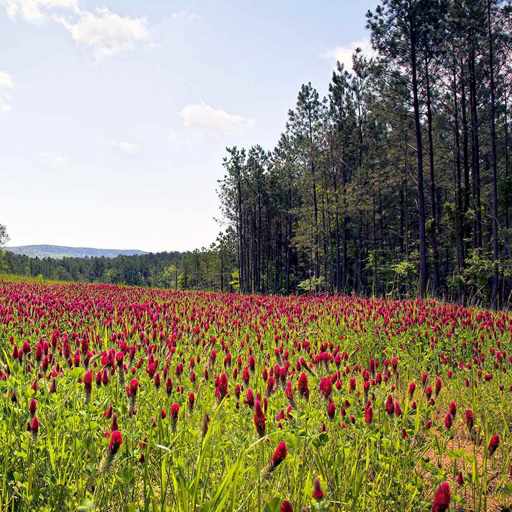 Premium Crimson Clover Cover Crop Seed. A meadow filled with Crimson Clover red blooms on a sunny day with blue skies.