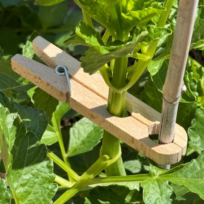 Effortless Plant Support: Beechwood Plant Clamps - Napa Valley Wildflower Co.