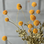 Fall Wind Dancer Bush - Napa Valley Wildflower Co.