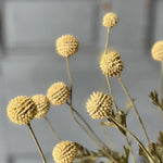 Fall Wind Dancer Bush - Napa Valley Wildflower Co.